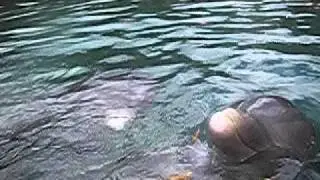 Dolphin Swim Adventure St Thomas