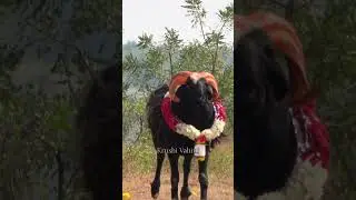 #Hunagund maccha Group #fighter sheep #Tagarukalaga #tafaru fighting