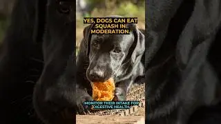 Can dogs Eat Squash? #shorts #squash #CanDogsEat