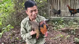 Счастливая пара диких кур в ловушке | Один в лесу