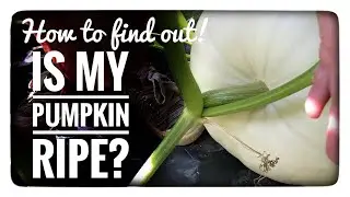 Is my pumpkin ripe?  How to tell if your pumpkin is ripe and ready to pick.