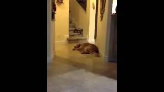 Golden Retriever only understands spanish