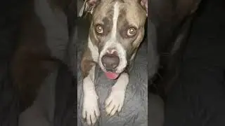 DOG READY TO GO TO BED !
