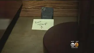Tackling The Typhus Scare At LA City Hall