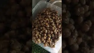 Special Fry Chanayy😍😍1KG Box Vip Packing 😋 Only Lala jee Restaurant, 😎 #food #streetfood