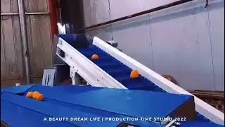 2 channel orange sorting machine