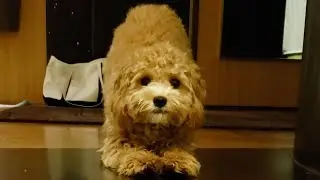 Polite Puppy Greeting Owner | Cavoodle