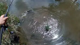 Wonga Park Carp Fishing #victoria #fishing #carp