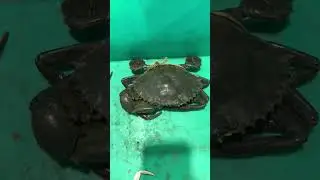 catch giant crab 🦀 | Mud Crabs hunting | Wild crabs  #wildlife #nature #fishing #koli #crab #khekda