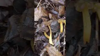 cantharellus tubaeformis vs leotia lubrica comparison  #mushroom