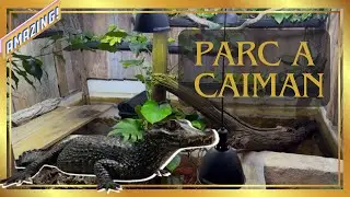 A la décourverte d'un passioné !!! Caimans, varan et serpent venimeux chez Ophi-Saur reptiles !