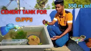 New Guppy Fish Cement Tank Setup In Tamil | live plants | Nk fish box