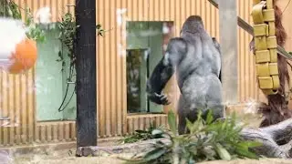 ゴリラたちを襲った、冬の雨。慌てて屋内に帰るモモタロウ家【京都市動物園、ニシゴリラの家族】
