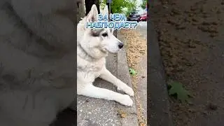ЗА ЧЕМ НАБЛЮДАЕТ УМКА? #хаски #хаскивидео #husky #huskylife #собака #shorts