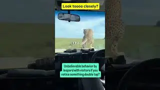 Leopard unbelievable behavior with visitors? #animal #leopard #visitors #uk #usa #wildshorts #viral
