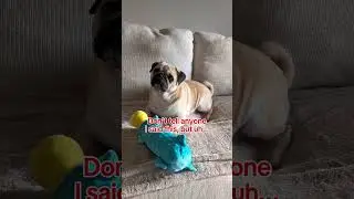 ​Is there anything better than a Pug's love? 💙 #pugs #puglife #shorts