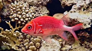 Silverspot squirrelfish&nbsp;(Sargocentron caudimaculatum), Серебристопятнистая рыба-белка