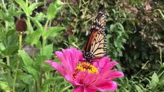 Monarch on a Pink Zinnia