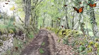 A walk in Bessines sur Gartempe - Lac du Sagnat