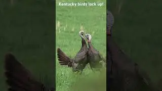 Awesome Head Lock Fight in KY! #shorts #turkeyhunter  #turkey #turkeyhunting #gobbler #longbeard