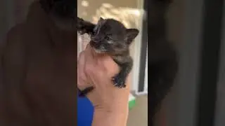 #kittens #kittensinMontenegro #straykittens #straycats #kittens2025