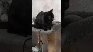 Я красива во всех ракурсах ) #оле7 #cat #котофейка #кот #видосыоткота #животные #котики #ластёна