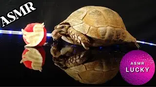 ASMR Mukbang Eating Twitter 🐢 Turtle Tortoise 26 #asmr #subscribe #like