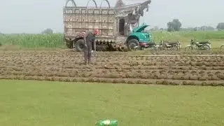 Korean Grass Cropping #koreangrass #farming #grasses #carpetgrass #grasscare #lawncare #lawngrass