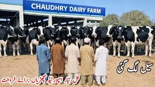 CH Dairy Farm |  Pakistan&rsquo;s Biggest Imported Dairy Farm 🐄 |  Australian  Friesian hf  heifers 