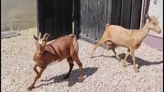 🌿🐐 سلالة الماعز الظفارية الأصيلة | كنز طبيعي من ظفار Beautiful Dhofari Goats | A Unique Breed