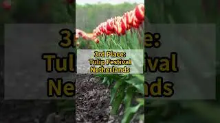 Top 5 Spring Festivals Around the World