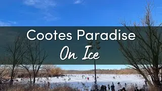 Cootes Paradise on Ice