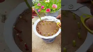 cut plant portulaca flower in pot 🌺💐🪴🍯#garden #handmadeplanter #gardenflower