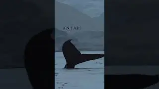 Antartica life. #bluewhales #whales #ocean #science #trending #youtubeshorts #sea #viral
