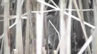 Water Rat, Vole or Mole