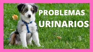 Problemas urinarios en perros