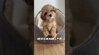 Maltipoo needs a FRIEND❤️&zwj;🩹#puppy #friends #cuteanimals #cute #dogs #dogshorts #animals #penguin