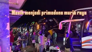 MASIH JADI PRIMADONA MURIA RAYA | PO. HARYANTO