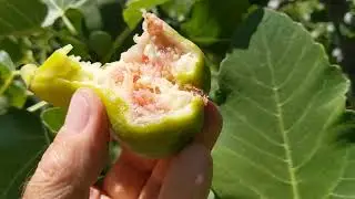 Tena Fig
