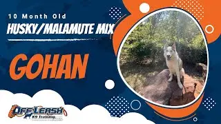 Gohan's Confidence Journey 🐾✨ 10-Month-Old Husky/Malamute Transformation | Off Leash K9 Training