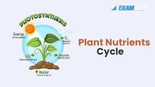 PLANT NUTRIENTS AND NUTRIENTS CYCLES