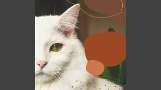 Refined Soothing Cats