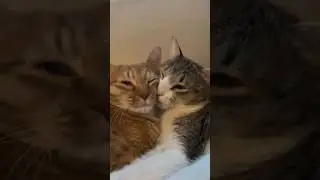 💕 😸💕  1.5M views of 2 sister cat love 🐾  #cat #sisters #catsofinstagram #furbabies #kittylove #meow