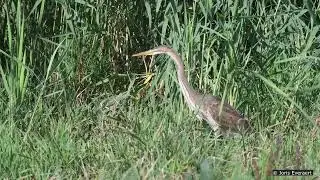 purperreiger, Groot Broek, Elversele, 3 aug 2025 (4K)