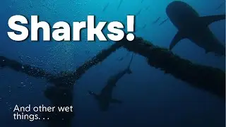 SCUBA diving West Palm Beach