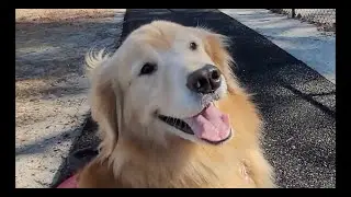Service dog skills 