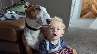 Bull terrier Teddy shows to baby how to climb to the stairs.