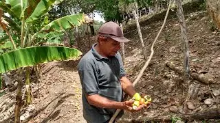 Apanhando castanha e caju nas ladeiras de caititu / Canhotinho / PE