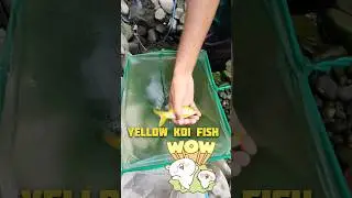 yellow koi ni ki gadari 😡😡🤬🤬 #shorts #koi #fish