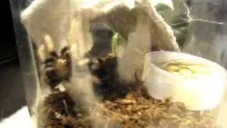 Green bottle blue house keeping (Chromatopelma Cyaneopubescens)